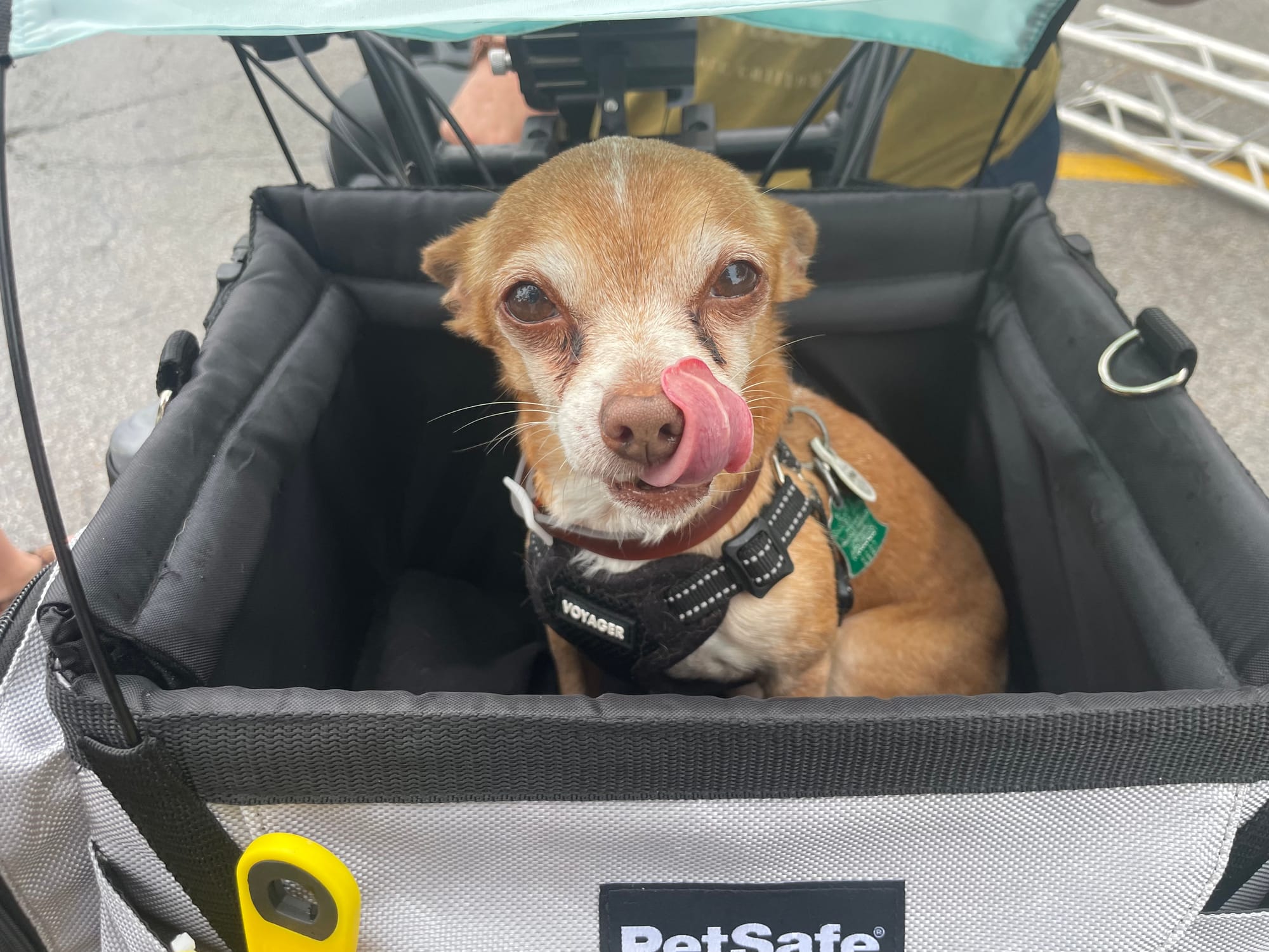 Tan chihuahua licking his nose while in a bike basket.