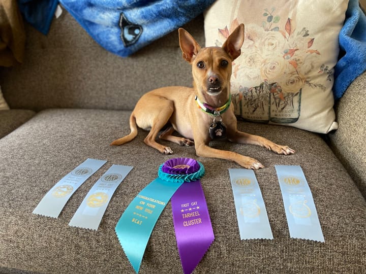Tan chihuahua mix lying behind four light blue participant ribbons and a larger teal and purple rosette.