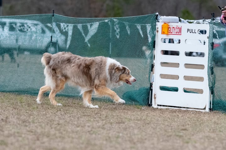 Red merle Australian Shepherd trotting toward an agility gate.